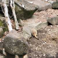 井の頭動物園