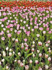 네덜란드 튤립 축제 부럽지 않은 에버랜드🌷