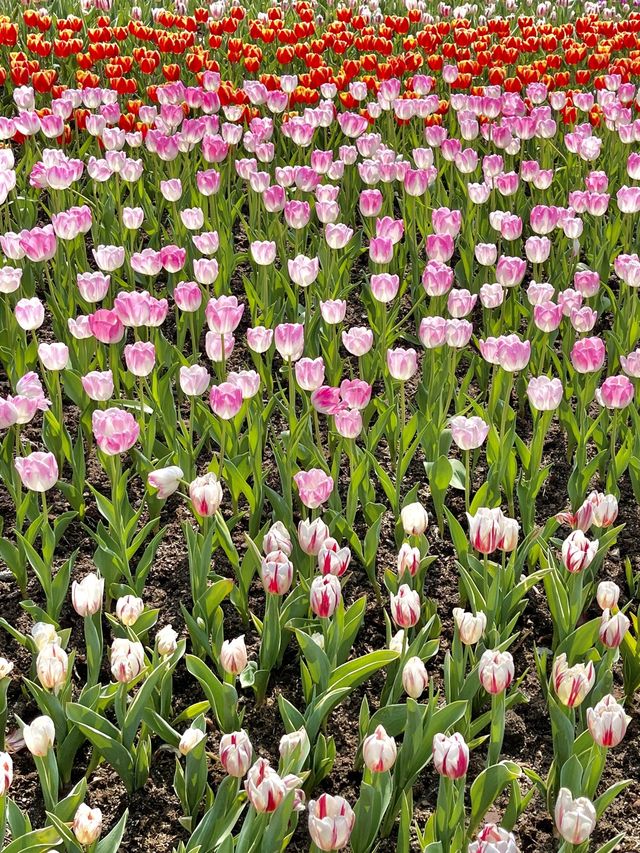 네덜란드 튤립 축제 부럽지 않은 에버랜드🌷