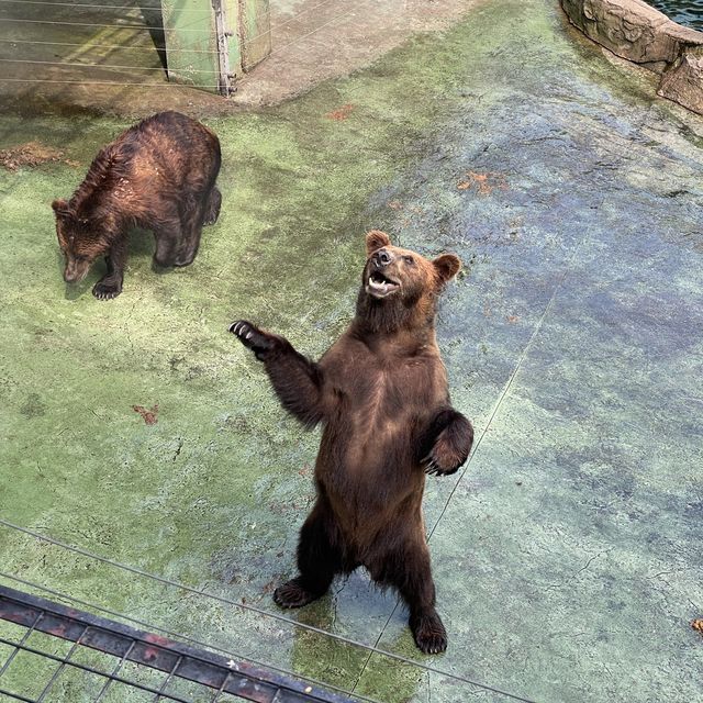 深圳野生動物園👍🏻餵長頸鹿🦒初體驗😌福田30分鐘距離