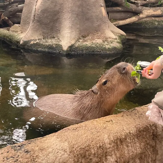 関西でおすすめの体験型動物園🐇🐅🐈🐕🦆