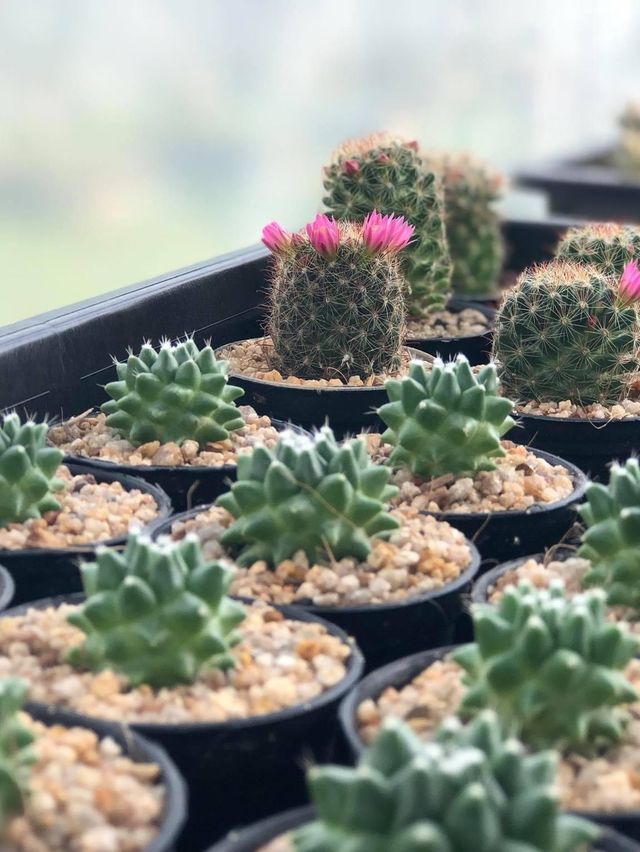 🧡Greenhouse Cafe🌵