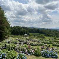 広島県　世羅　花夢の里　あじさい