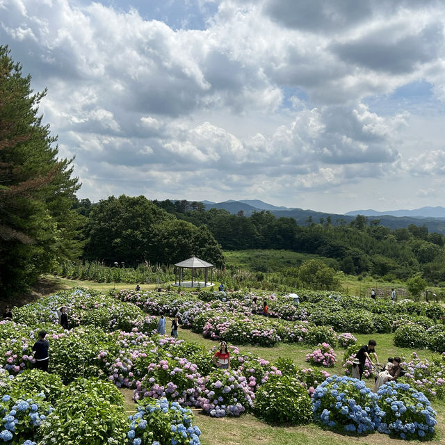 広島県　世羅　花夢の里　あじさい