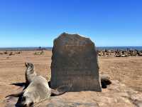 Check out seals at Cape Cross 