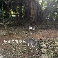[沖縄文化遊］冊封使泊留琉球的識名園