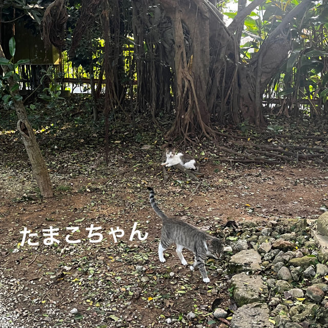 [沖縄文化遊］冊封使泊留琉球的識名園