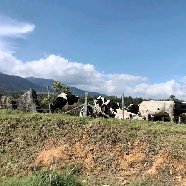  Mini New Zealand in Sabah