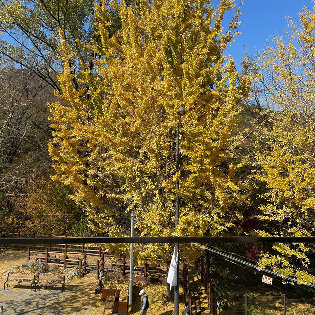 Autumn Seoul Cafe with the Best foliages view