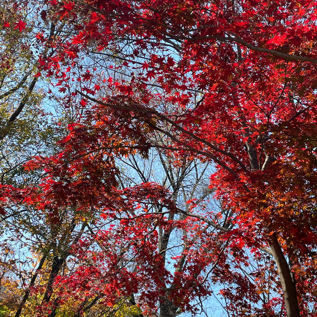 Autumn Seoul Cafe with the Best foliages view