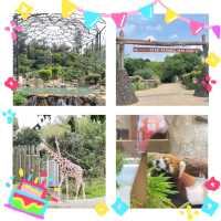 天王寺動物園：與萌物共度快樂時光！🦁🐼🌳