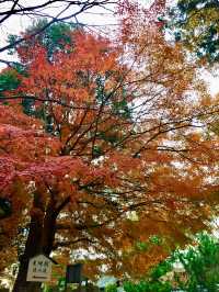 京都賞楓好去處*東福寺*