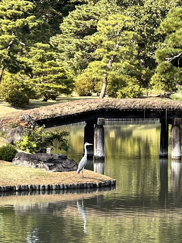 東京【駒込】六義園
