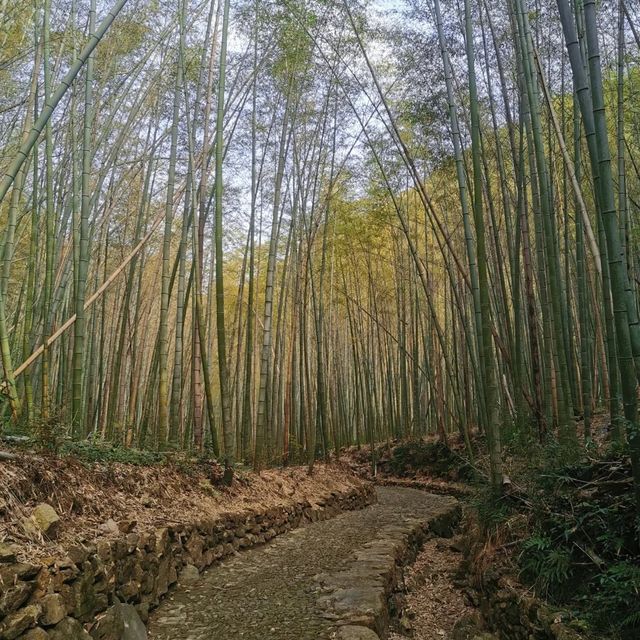 翠竹公園 🎋🌲綠意盎然 🚶🌿