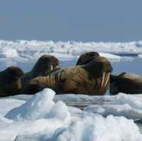 North Pole 90° unforgettable holiday