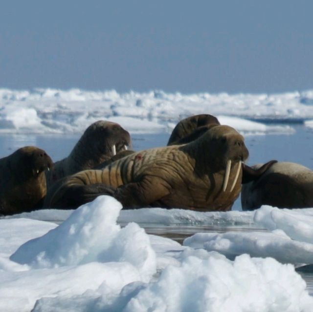 North Pole 90° unforgettable holiday