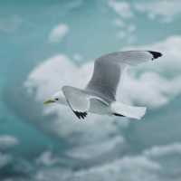 North Pole 90° unforgettable holiday