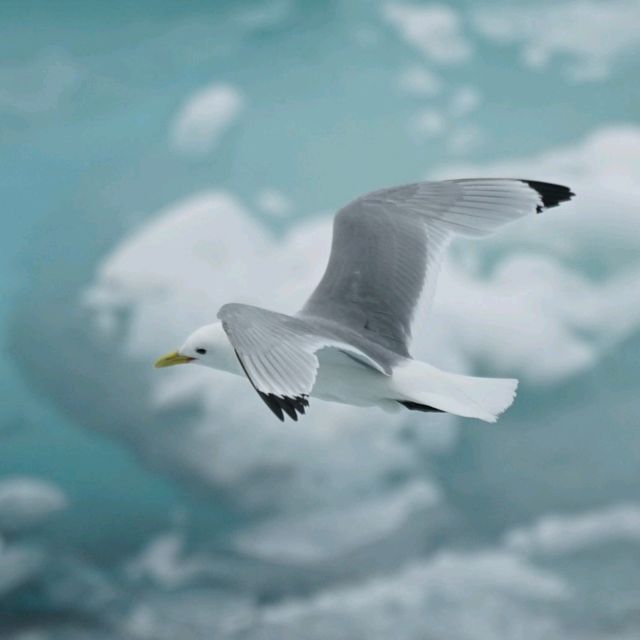 North Pole 90° unforgettable holiday