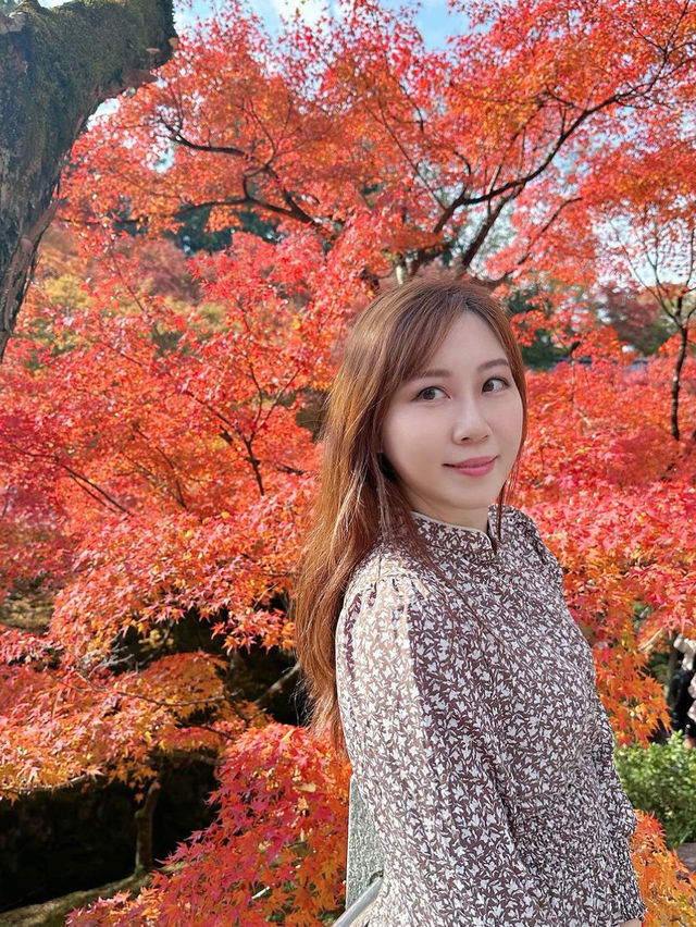 🇯🇵京都紅葉🍁東福寺🍁超美😍