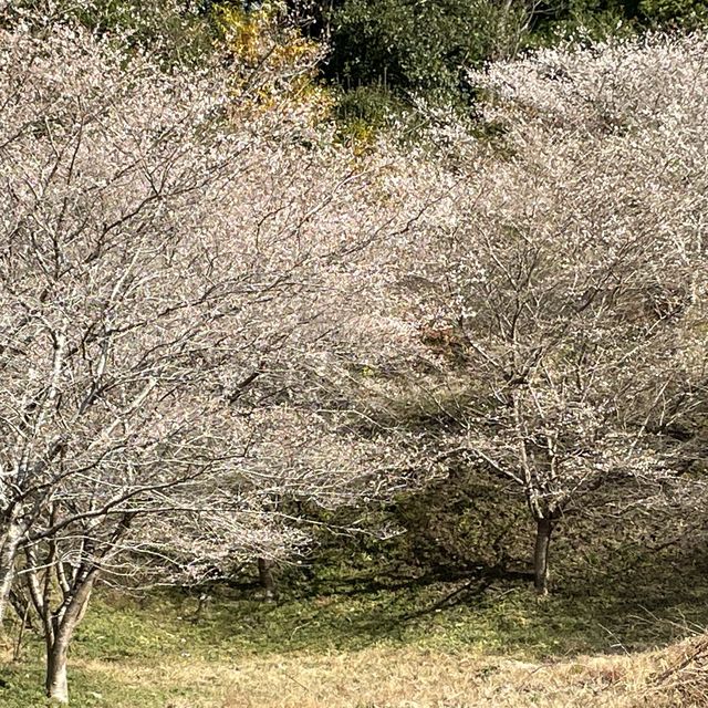 春と秋が同居した季節