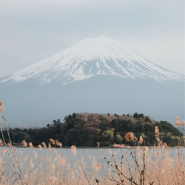 Oishi Park Cafe, Kawaguchiko