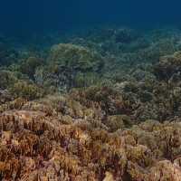 Iboih, Aceh snorkeling.. moment to joy