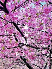 【神奈川お花見スポット】河津桜が見れる三浦海岸桜まつり
