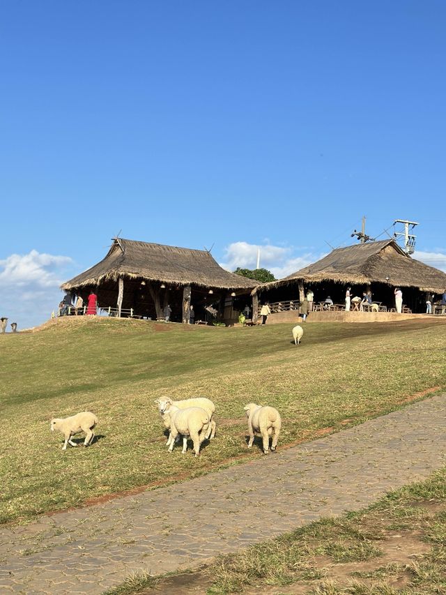 Akha Farmville (ดอยช้าง)