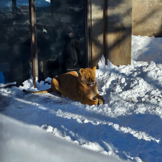 Asahiyama Zoo 