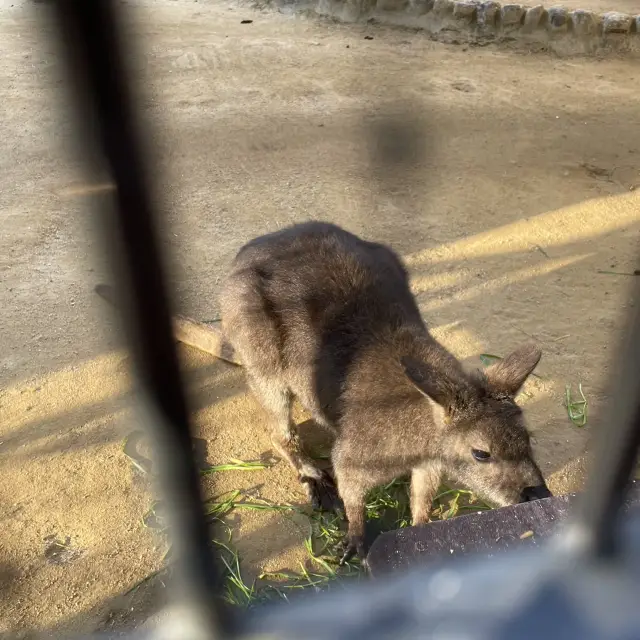 王子動物園