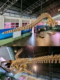 🇱🇰 Blue Whale Specimen @ Colombo Museum 