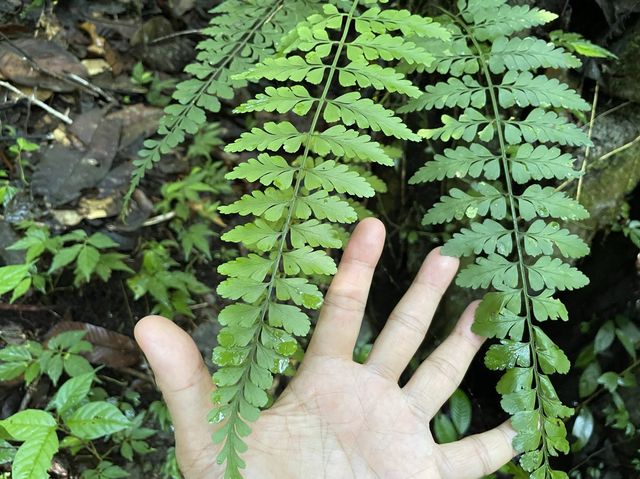 An array of rare and stunning leaves.