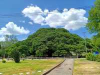 🍀ต้นจามจุรียักษ์🌳