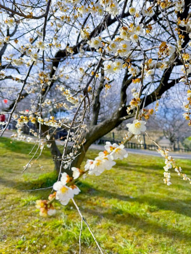 【埼玉】絶景!!桜トンネルをお散歩🤍今なら菜の花＆梅のトリプルお花見も🌸ヤギさんもいるよ🐐 