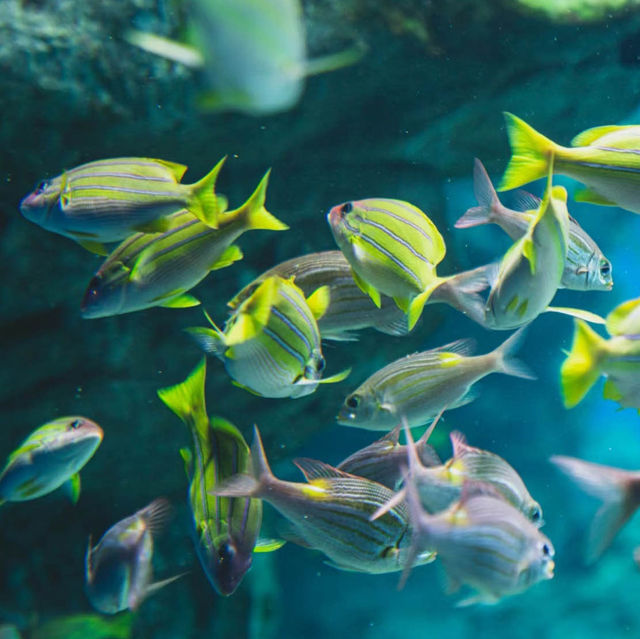 吉隆坡城中城水族館：海洋奇境，獨一無二的體驗