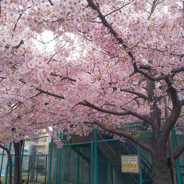 Blooming season in Yayogi park🌸