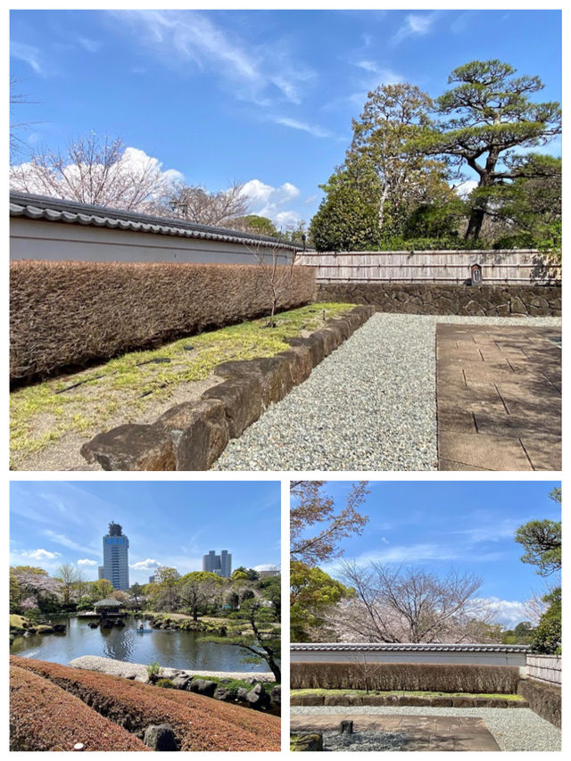 「櫻花2024」靜岡市駿府城公園：歷史遺跡，自然景觀，適合漫步賞櫻