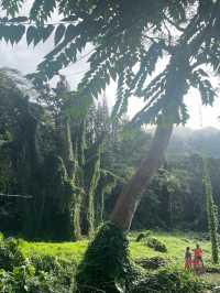 หัดเดินป่าที่ Manao falls Trail 