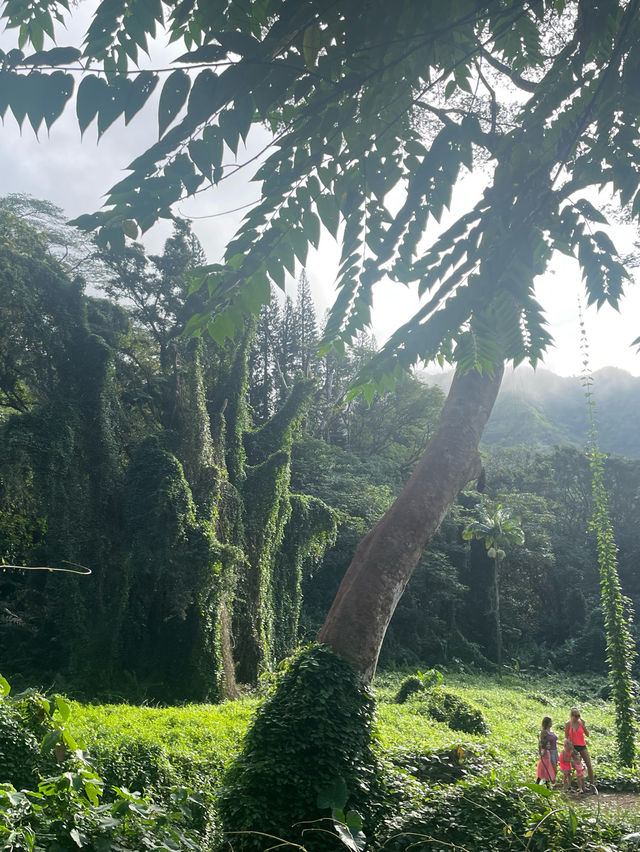 หัดเดินป่าที่ Manao falls Trail 