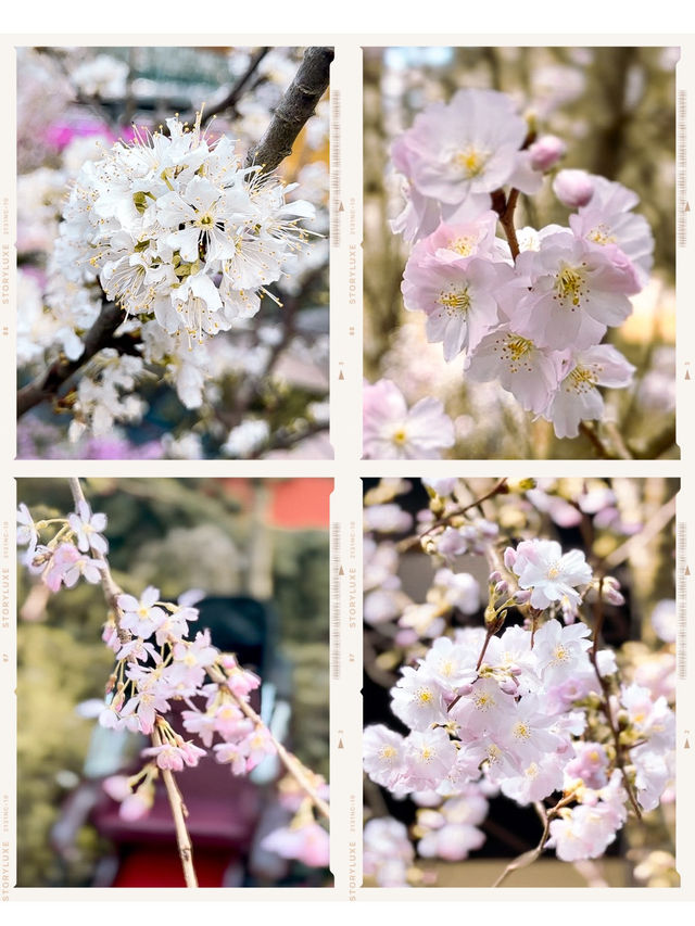 Sakura Season is BACK!! 🌸🌸