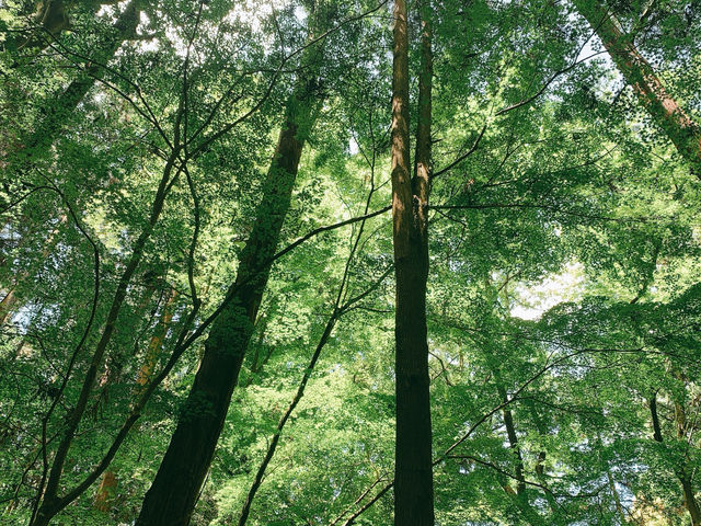 【千本鳥居は圧巻★】伏見稲荷大社