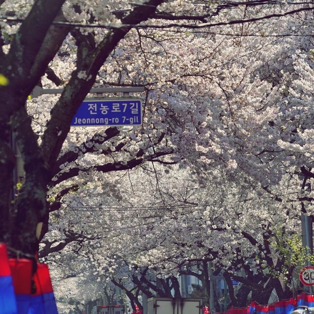 🌸 봄의 향연, 삼도일동에서 느끼는 제주의 봄