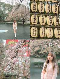 東京｜上野公園 櫻花盛開 日韓春天好去處🌸
