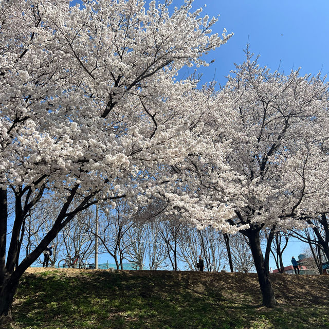 【大邱峨洋橋河畔】漫步櫻花隧道中🌸