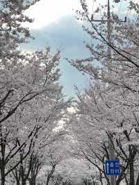 세상에서 가장 긴 벚꽃길🌸 대전 대청호 벚꽃길💡