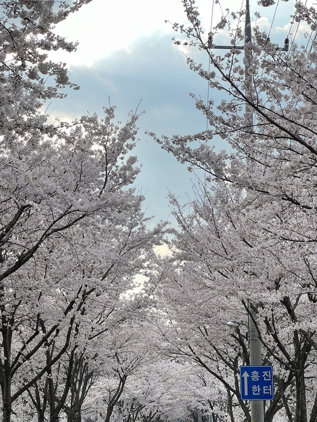세상에서 가장 긴 벚꽃길🌸 대전 대청호 벚꽃길💡