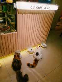 長沙灣新開的田園風素食貓Cafe🐈