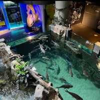 Exploring the Wonders of Aquaria KLCC 