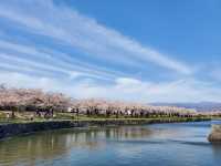 🌸【北海道函館】🌸五稜郭公園櫻花季，留下回憶