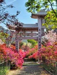 철쭉과 서부해당화의 환상콜라보🌸